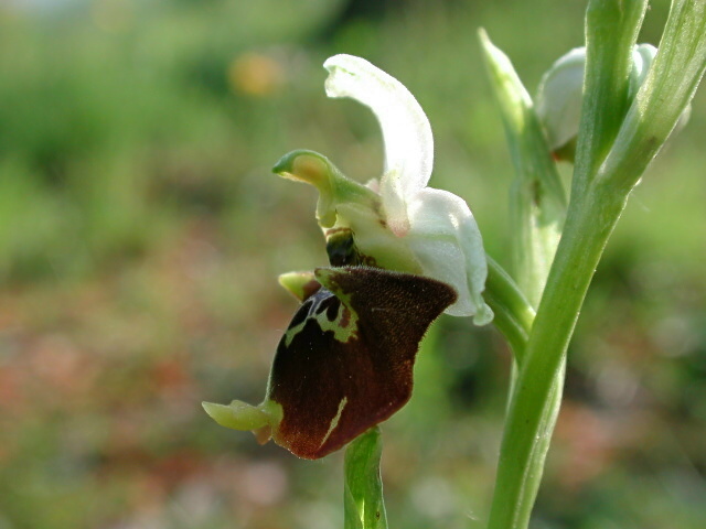 Ophrys holosericea ssp. holosericea